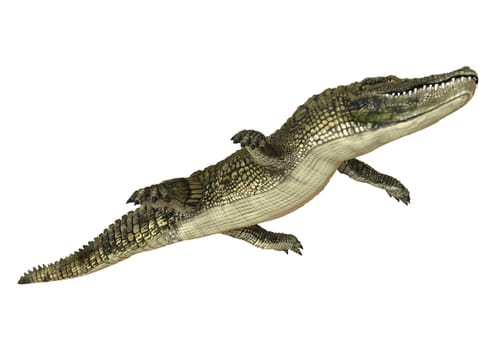 3D digital render of an American alligator isolated on white background