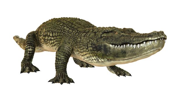 3D digital render of an American alligator isolated on white background