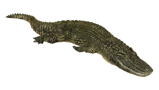 3D digital render of an American alligator isolated on white background