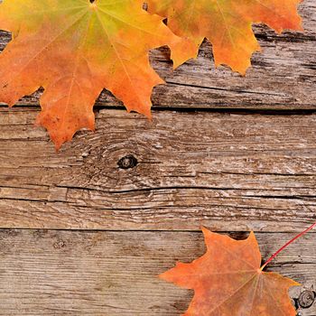 The autumn maple leaves on wooden background