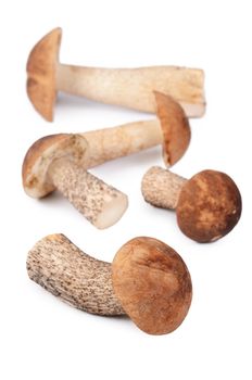 Brown cap boletus isolated on white background