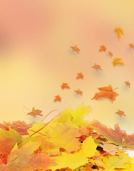 The autumn maple leaves as a  background