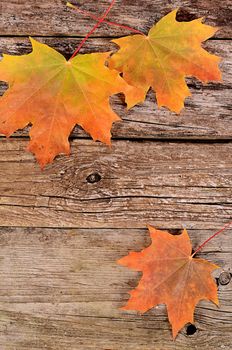 The autumn maple leaves on wooden background