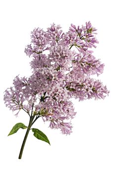 The flower lilac isolated on white background