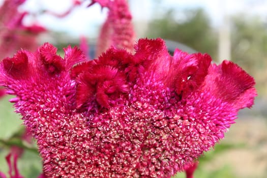 Red Cockscomb. Celosia Cristata flower