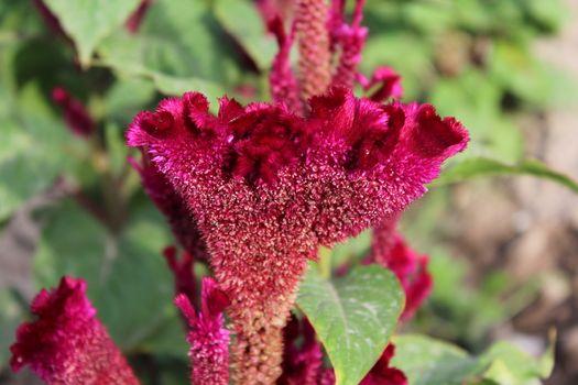 Red Cockscomb. Celosia Cristata flower