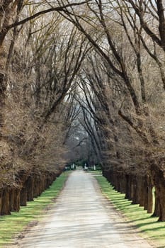 A gravel laneway lined with large trees on both sides.