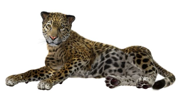 3D digital render of a big cat jaguar isolated on white background