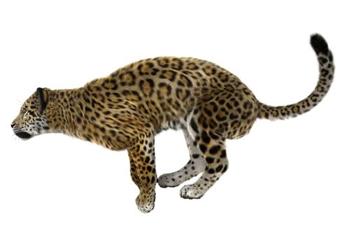 3D digital render of a big cat jaguar jumping isolated on white background