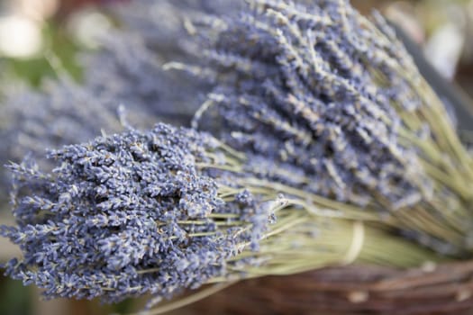 Bouquet of fresh lavender in a basket.