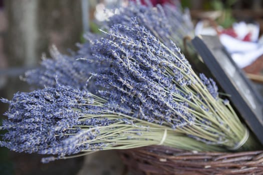 Bouquet of fresh lavender in a basket.