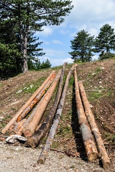 Pine logs ready to be chopped for the firewood