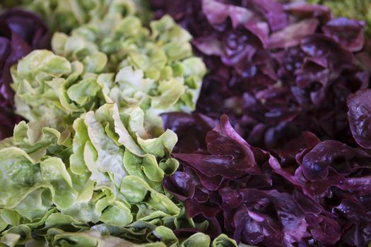 Salad mix with rucola, frisee, radicchio and lamb's lettuce. 