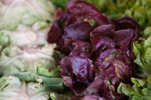 Salad mix with rucola, frisee, radicchio and lamb's lettuce. 