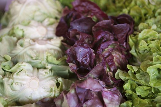 Salad mix with rucola, frisee, radicchio and lamb's lettuce. 