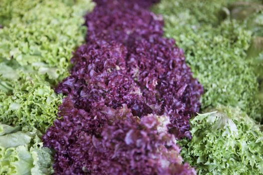 Salad mix with rucola, frisee, radicchio and lamb's lettuce. 