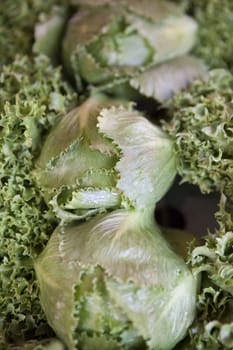 Salad mix with rucola frisee radicchio and cabbage. 