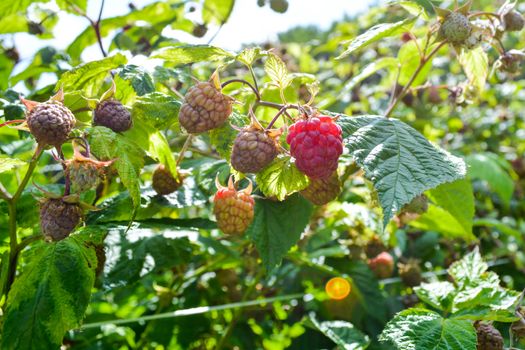 Raspberry in early summer.