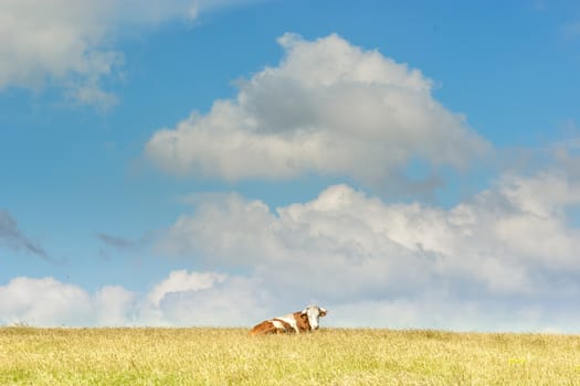 Grassfield with the cow resting. Clouds in background.