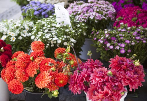 Bouquets of fresh wildflowers on the market .