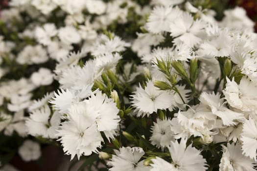 White carnation flowers on a small flower market.