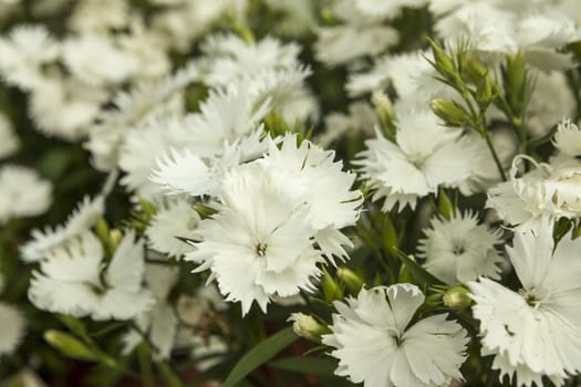 White carnation flowers on a small flower market.