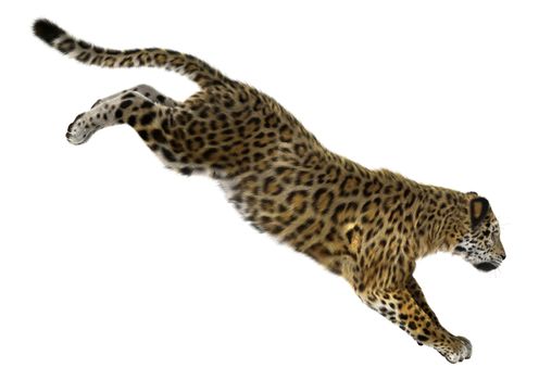 3D digital render of a big cat jaguar jumping isolated on white background