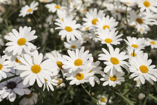 White daisies on a field.