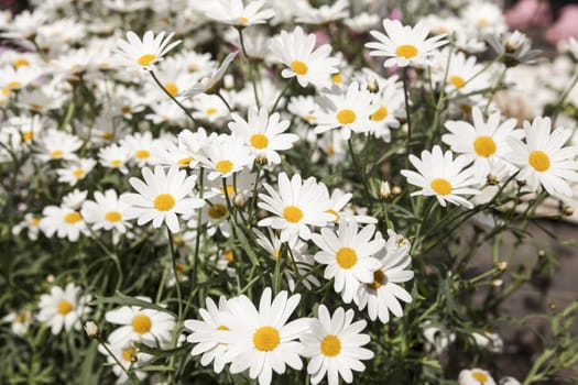 White daisies on a field.