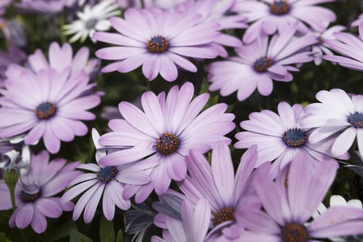 Pink daisy  on a field.