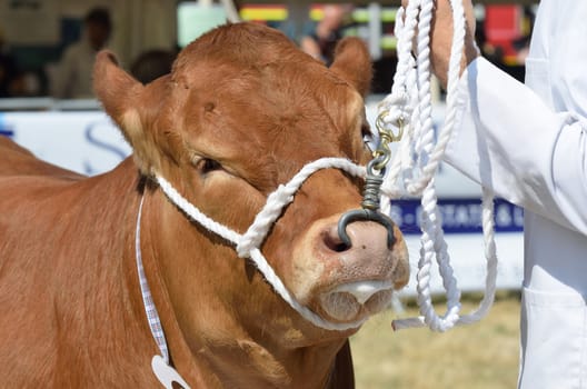 Cow being exhibited in country show