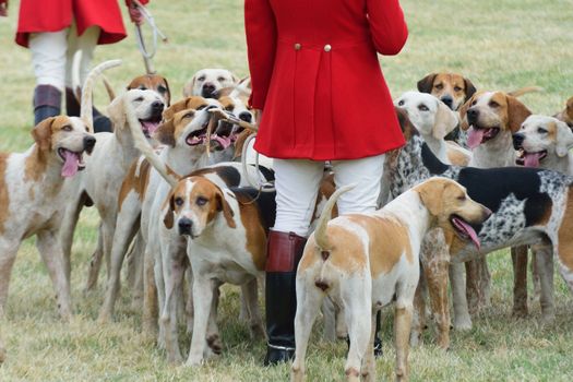 Foxhounds with hunter on foot