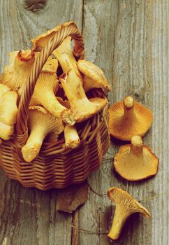 Perfect Raw Chanterelles in Wicker Basket Cross Section on Rustic Wooden background. Retro Style