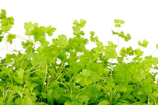 Stems and Leafs of Small and Curly Parsley isolated on White background as Frame