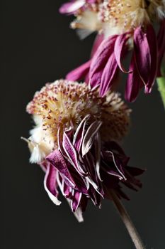 Purple withered flower