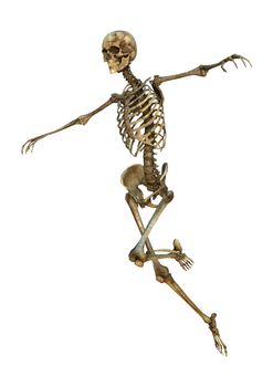 3D digital render of a human skeleton isolated on white background