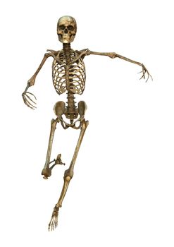 3D digital render of a human skeleton isolated on white background