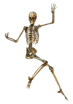 3D digital render of a human skeleton isolated on white background