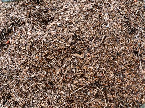 Close up of a colony of ants