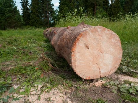 Lumber on field by forest