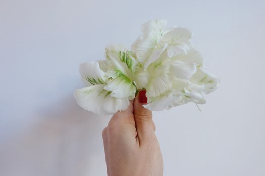 Holding white and green parrot tulips
