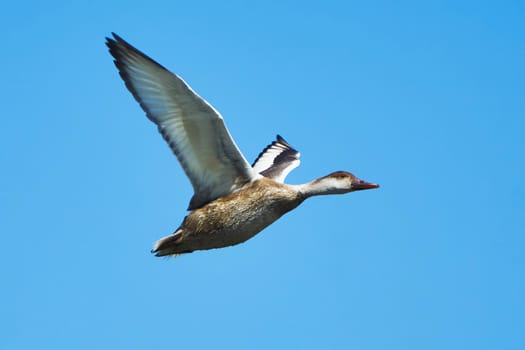 Duck in flight against the blue sky                               