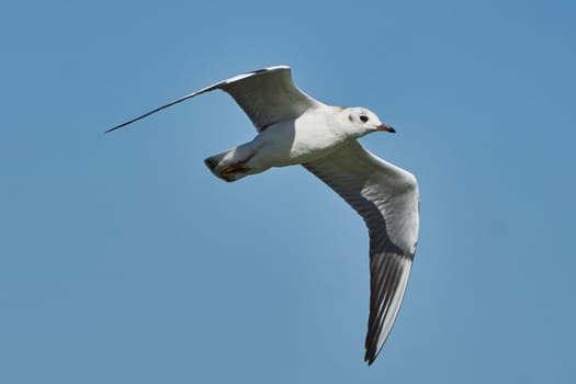 Seagull in flight against the blue sky                                                              