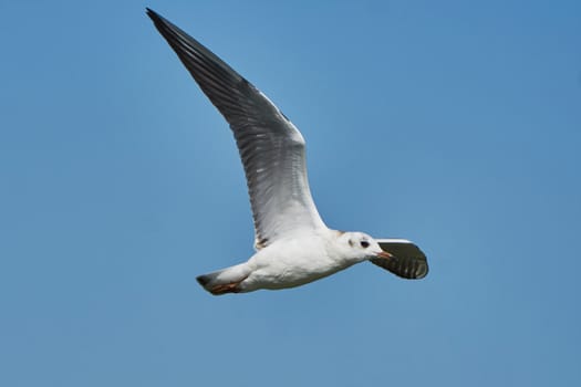 Seagull in flight against the blue sky                                                              