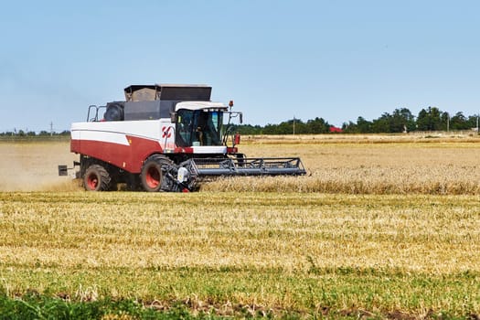 Harvesting wheat on a hot summer day                                                              