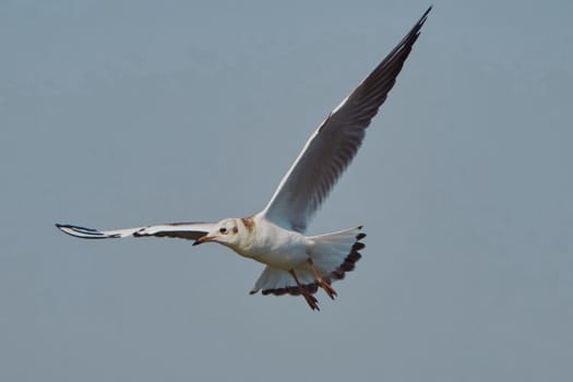 Seagull in flight against the blue sky                                                              