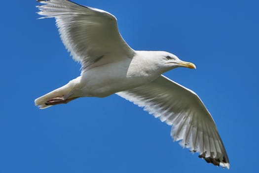 Seagull in flight against the blue sky                                                              