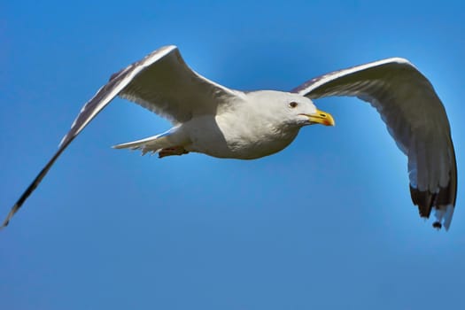 Seagull in flight against the blue sky                                                              