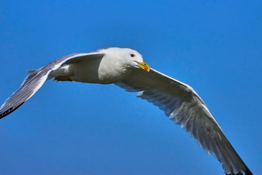 Seagull in flight against the blue sky                                                              