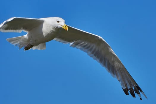 Seagull in flight against the blue sky                                                              